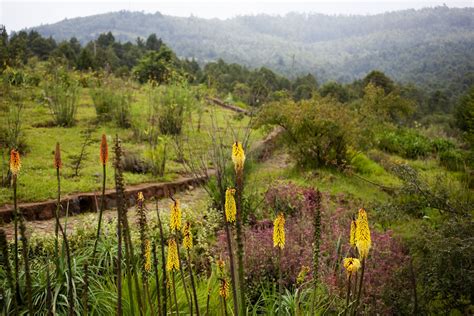 Zooming Through the Ethiopian Landscape: A Botanical Journey with Zinnia and Zen